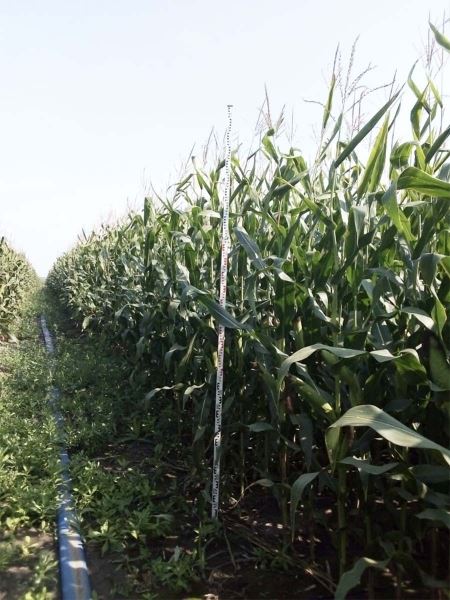 Капельный полив кукурузы или как получить качественный урожай