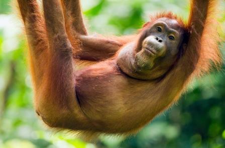 «Прыгающий ген» лишил хвоста человекообразных обезьян и людей