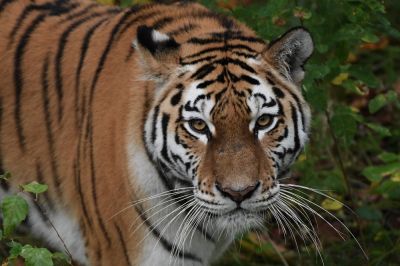 Путин: РФ готова помочь Казахстану в восстановлении популяции туранского тигра - новости экологии на ECOportal