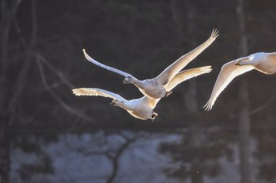 9 октября — Всемирный день мигрирующих птиц - новости экологии на ECOportal