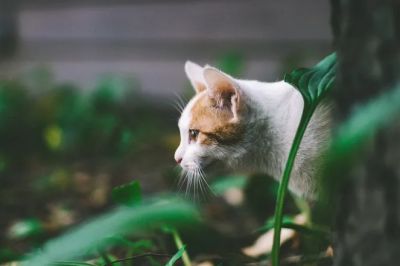 Биологи объяснили, почему домашние коты любят охотиться - новости экологии на ECOportal