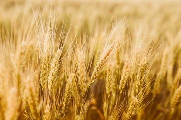 Экспорт пшеницы в текущем сельхозгоду снизился по сравнению с прошлым