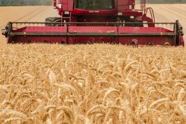 Экспорт зерна из России сократился на 22,7 процента