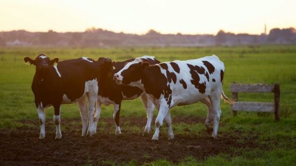 Как владельцам молочных ферм снизить затраты на внесение удобрений