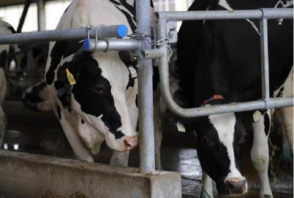 Крупнейшая молочная ферма Рязанской области «Вакинское Агро» достигнет надоев в 56 тысяч тонн молока в год