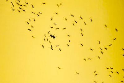 «Муравьи-рабовладельцы» — как некоторое виды заставляют соседей по муравейнику работать за них - новости экологии на ECOportal