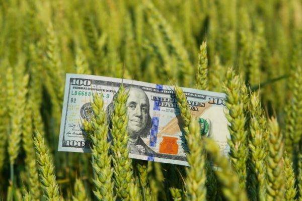 На фоне дорогого российского зерна вырос интерес к украинской пшенице