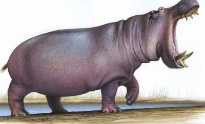 На территории современной Англии миллион лет назад жили огромные бегемоты - новости экологии на ECOportal