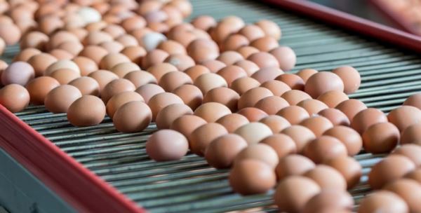 На Ставрополье до конца 2021 года произведут около 800-900 млн штук куриных яиц