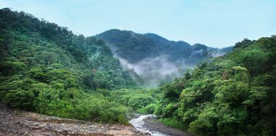 Охоту в тропических лесах назвали экологичной альтернативой скотоводству - новости экологии на ECOportal