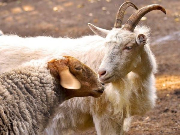 Овцеводство и козоводство Оренбуржья находится в катастрофическом состоянии