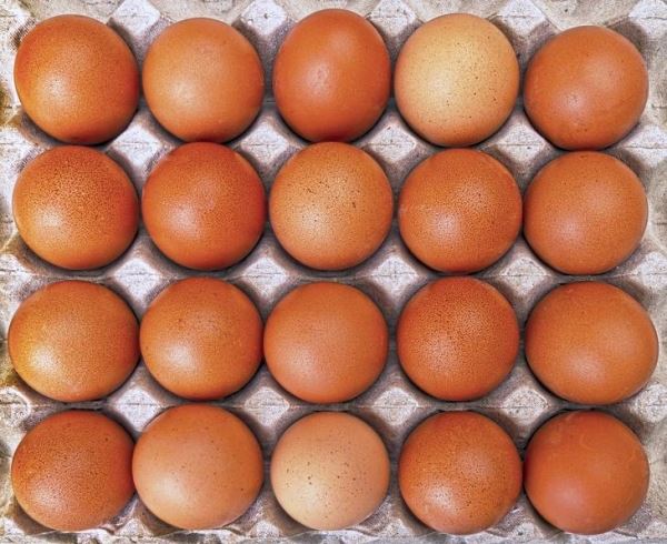 Плюс 20 млн яиц к прошлогодним показателям получили ставропольские птицеводы