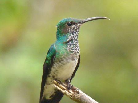 Самки одного из видов колибри маскируются под самцов