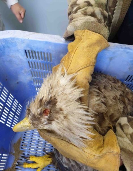 Сотрудники заповедника «Курильский» спасли краснокнижного орлана-белохвоста - новости экологии на ECOportal