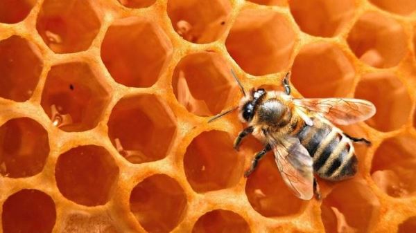 Специалисты рекомендуют проводить осенью профилактику для предотвращения развития варроатоза у пчел