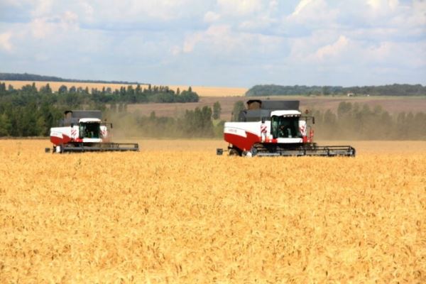 В Белгородской области снизилось производство зерновых и зернобобовых