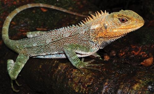В Южной Америке обнаружили новый драконоподобный вид ящериц
