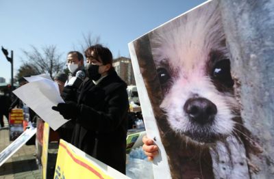 В Южной Корее хотят запретить есть собак - новости экологии на ECOportal