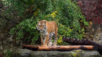 В Московском зоопарке появился гибрид суматранского и амурского тигров / Видео - новости экологии на ECOportal