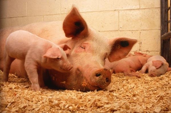 В Польше побит рекорд по уровню заболеваемости африканской чумой свиней