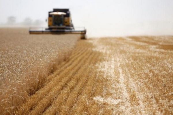 В российской экономике сельское хозяйство оказалось единственным падающим сектором