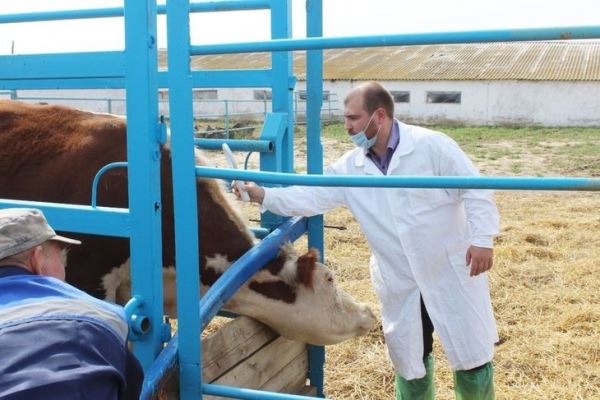 В Ростовской области реализуется пилотный проект по идентификации и учету животных