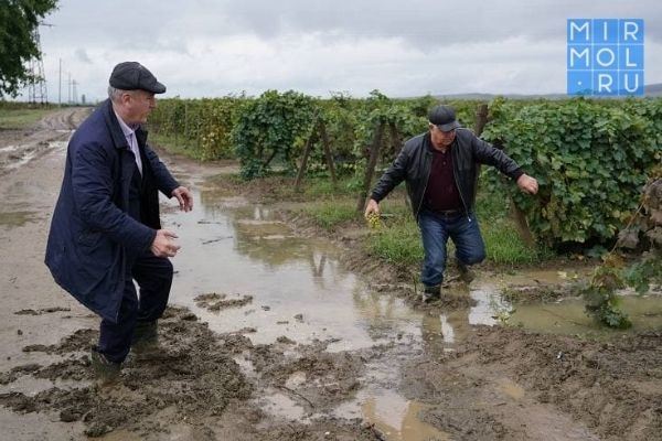 Власти Дагестана обеспокоены состоянием урожая винограда из-за обильных осадков