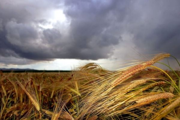 За неделю стоимость фуражного зерна увеличилась на 1500 рублей за тонну