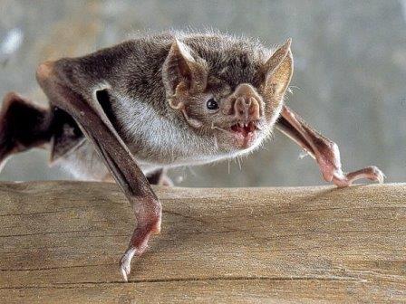 Летучие мыши-вампиры предпочитают охотиться вместе с друзьями