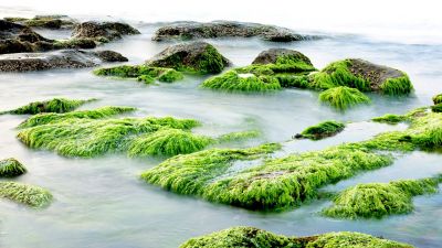 У побережья Приморья рекордно выросла концентрация токсичной водоросли - новости экологии на ECOportal