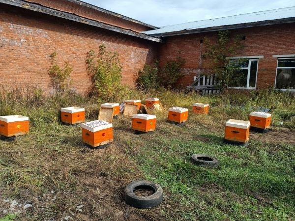 В Удмуртии начнут готовить профессиональных пчеловодов