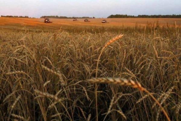 Экспортные цены на российскую пшеницу продолжают расти вслед за мировыми