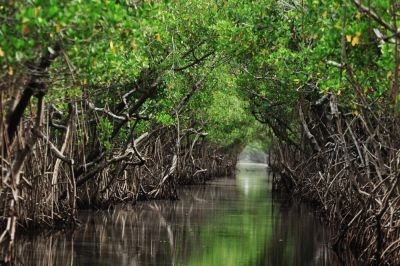 Глубоко в тропическом лесу Юкатана обнаружена "ловушка времени" - новости экологии на ECOportal