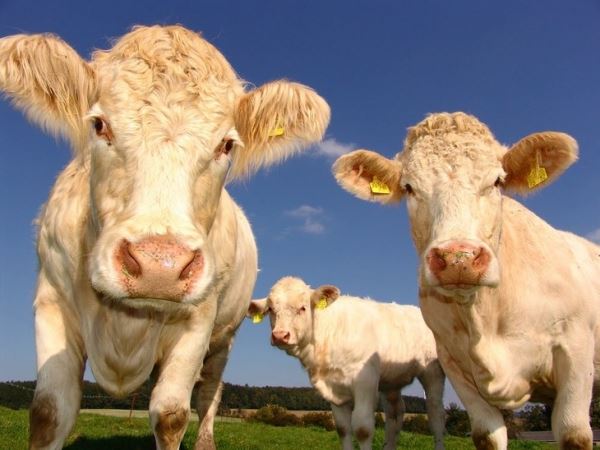 Гринпис требует от властей Швейцарии прекратить дотировать производство продуктов животного происхождения