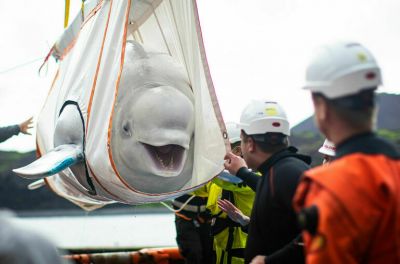 Китам и дельфинам закроют «выезд» за границу - новости экологии на ECOportal