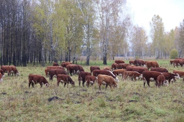 Лучшие практики томского животноводства и растениеводства будут применяться в Хакасии