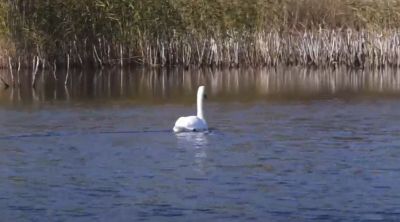 Одинокий лебедь тоскует по погибшей семье и не хочет улетать на юг / Видео - новости экологии на ECOportal