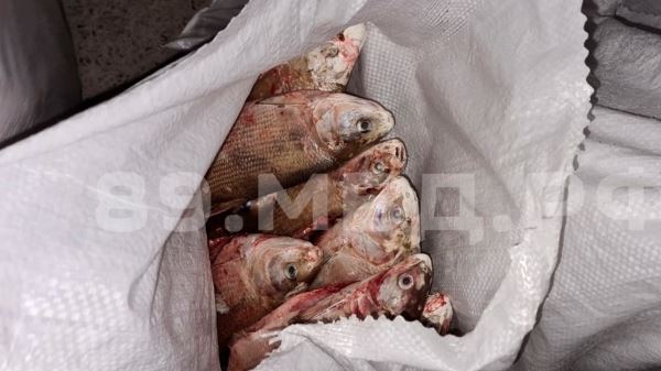 Полиция Ямало-Ненецкого автономного округа выявила браконьеров, ловивших краснокнижную рыбу