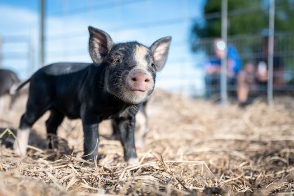 Рентабельность свиноводства в Германии упала «ниже плинтуса»