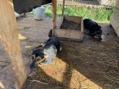 Собачий ад: кто виноват в массовом отравлении животных в приютах - новости экологии на ECOportal