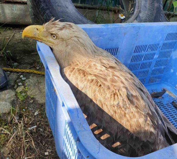 Сотрудники заповедника «Курильский» спасли краснокнижного орлана-белохвоста - новости экологии на ECOportal