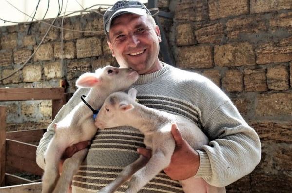 Сыры и йогурты из овечьего молока производятся в Крыму